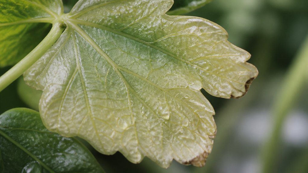 overwatering causes leaf yellowing